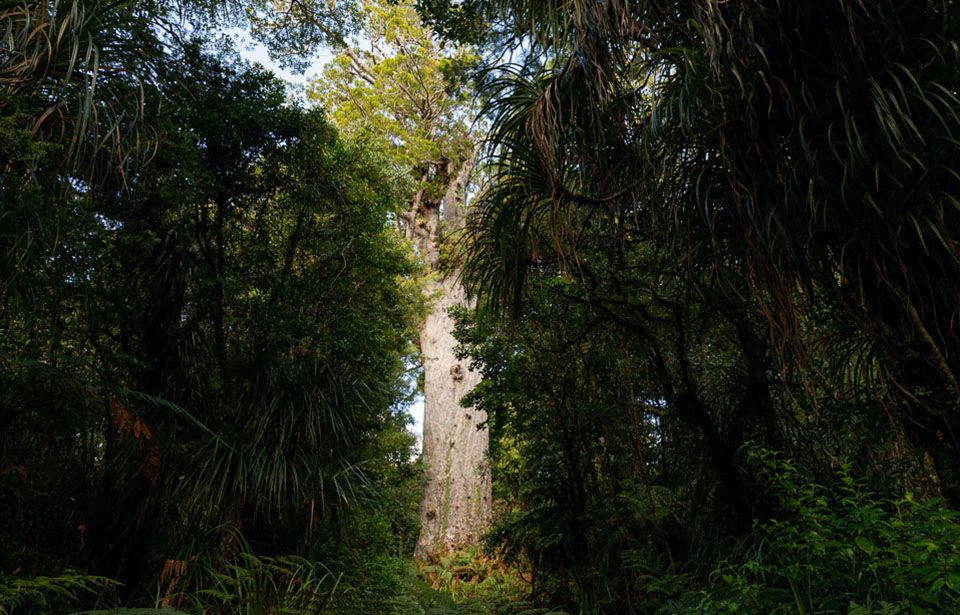 Waipoua Forest will get first 1080 drop in eight years