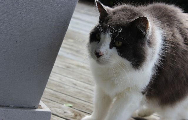 Auckland Council plans to class cats as pests 