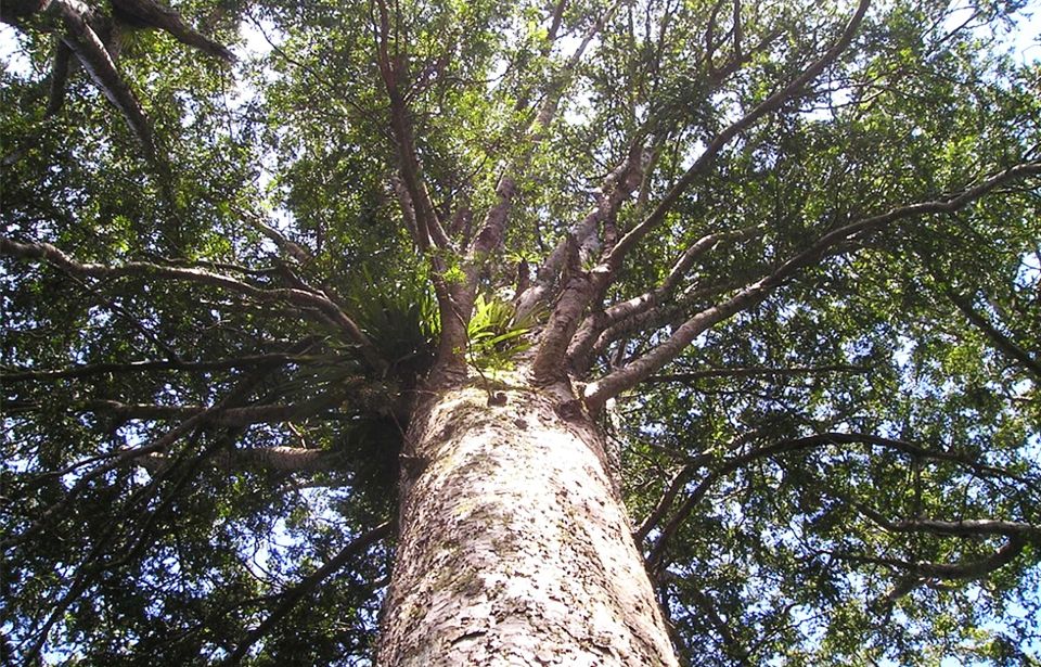 Cutting down kauri trees counterintuitive to climate change concerns 