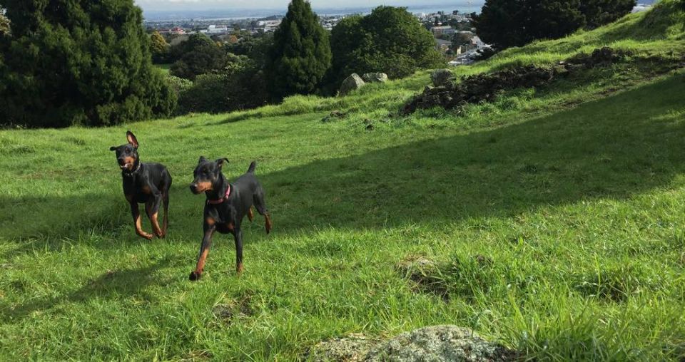 Dog park access up for public consultation