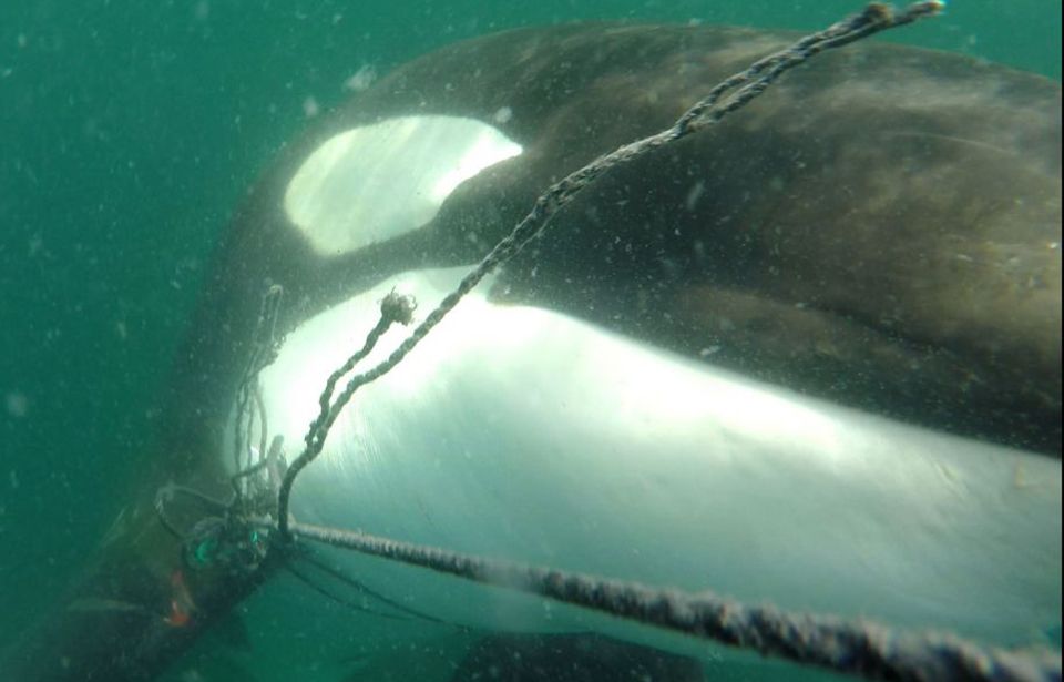 First sighting of entangled orca since Christmas