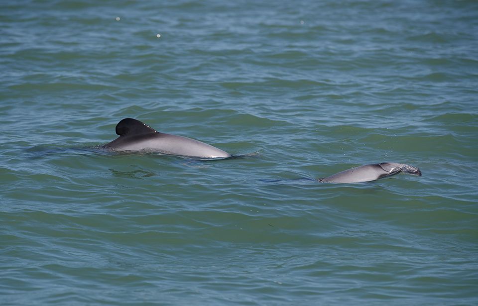 Māui dolphin’s diet gone from famine to feast, research suggests