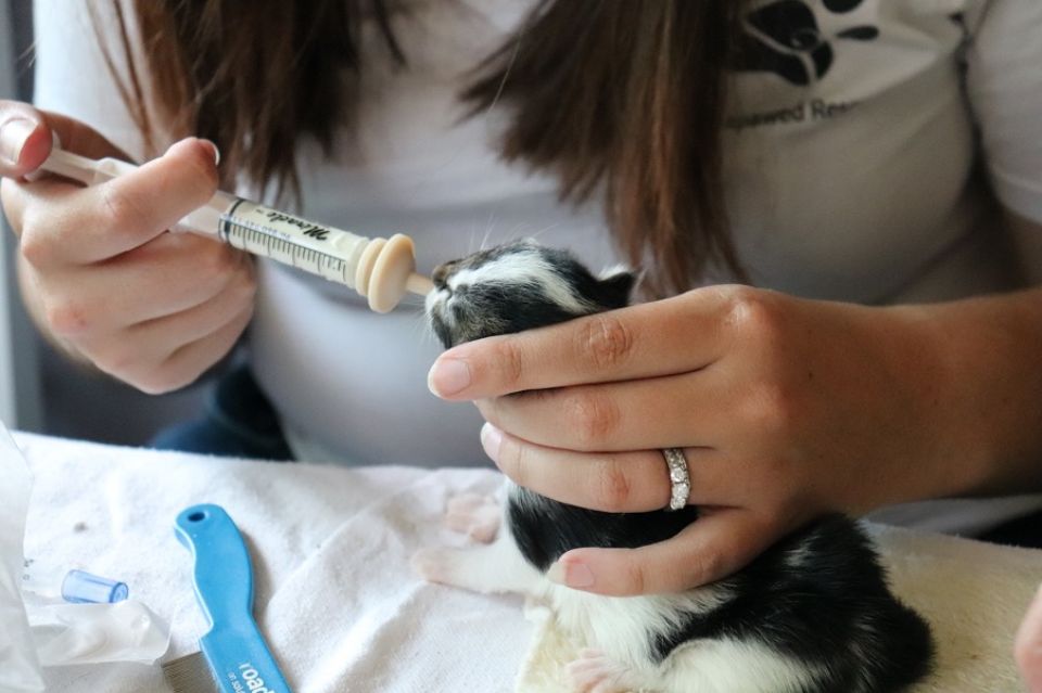 Public abuse shuts down animal rescue trust - for now