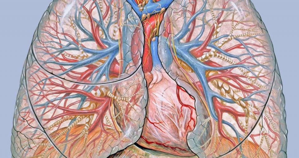 Kiwi heart of cardiac medicine to go on display