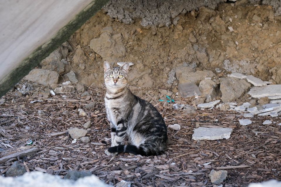 Stray cat care group struggling with new challenges
