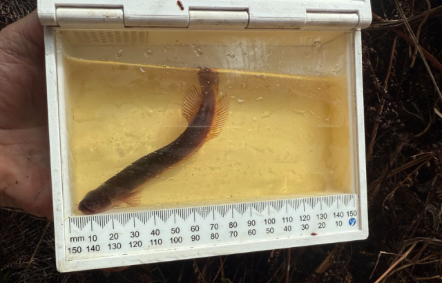 Fish of the Year raises awareness for conservation efforts 