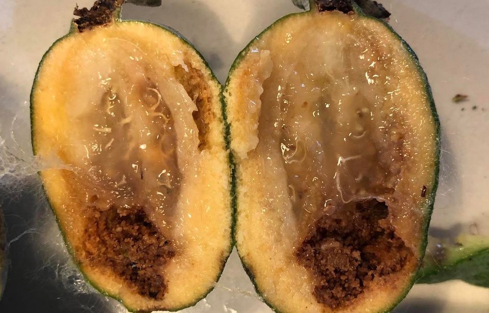 Pest invasion threatening feijoas forces community action