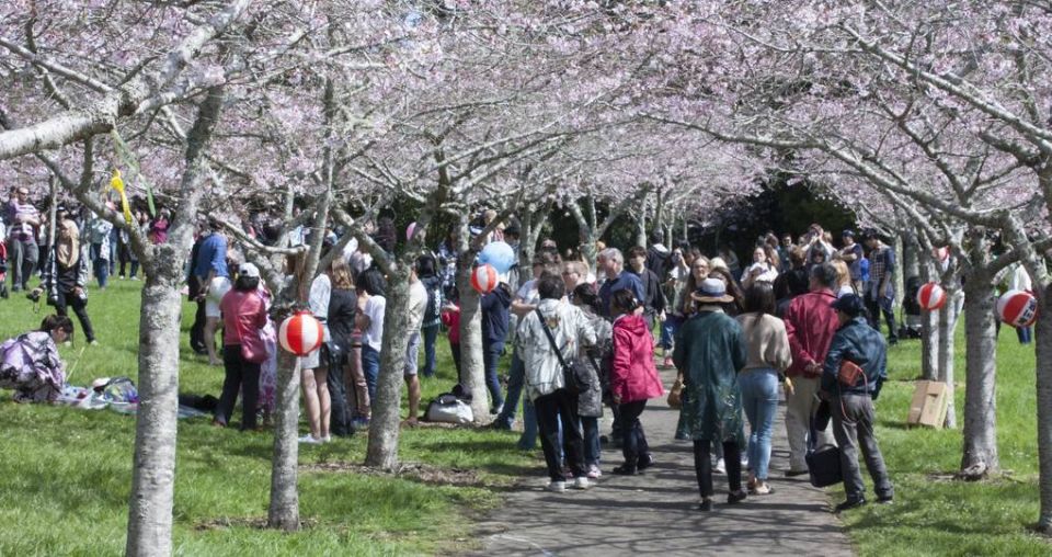 Kiwis spring to cherry blossom festival