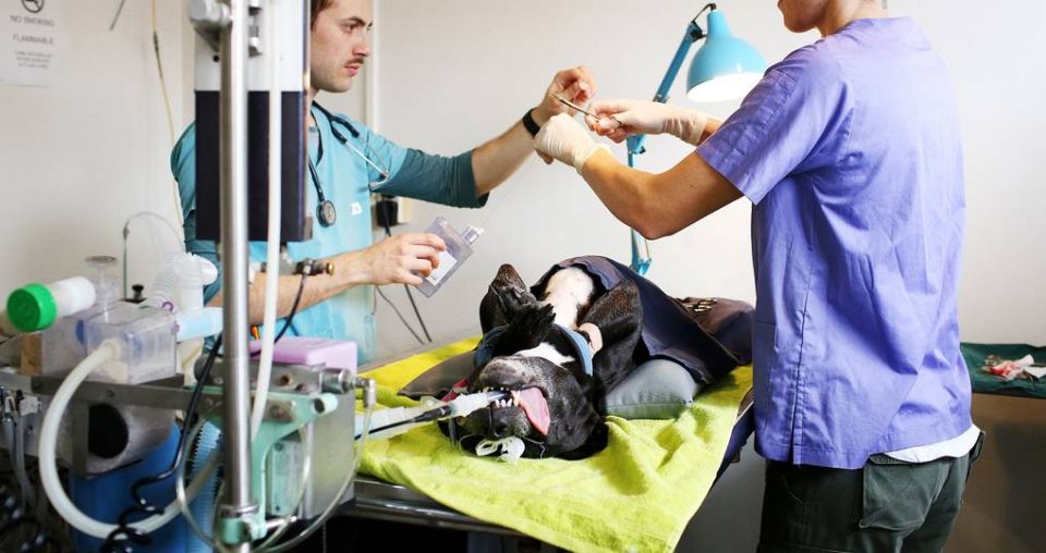 Low-income families receive discounted dog de-sexing